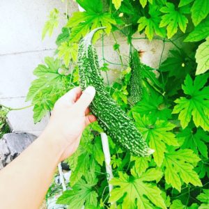 家庭菜園で育ったゴーヤ