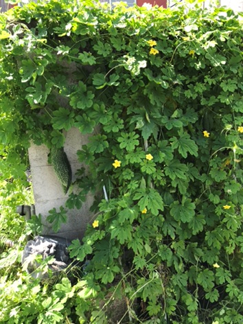家庭菜園のゴーヤ