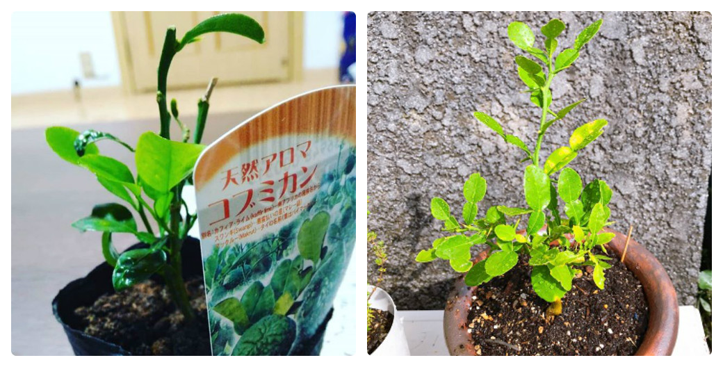 ライムリーフの苗の成長1年