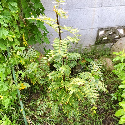 家庭菜園の山椒